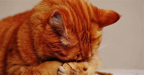 7 Ways To Protect Your Cat From Common Health Problems