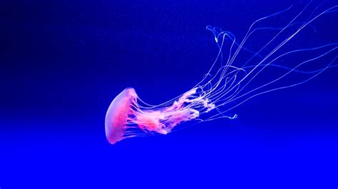 Jellyfish Underwater Wallpapers Hd Wallpapers Id 25650