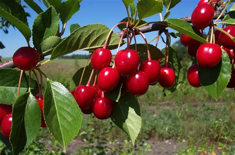 Selecting Fruit Trees The Backyard Gardener Anr Blogs