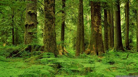 Green Forest Image Abyss