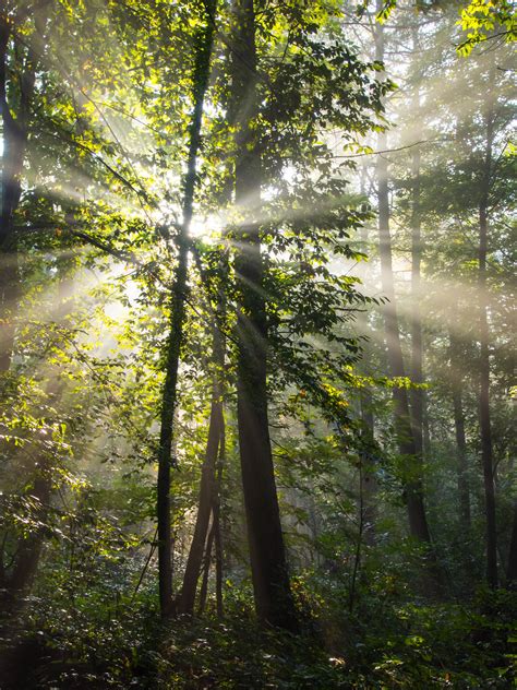 Free Images Tree Nature Wilderness Branch Light Wood Sun Fog