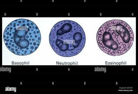 An Illustration Of A Basophil Neutrophil And Eosinophil Three Type