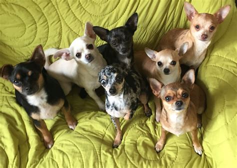 The whole pack :) #chihuahua | Cute chihuahua, Chihuahua, Dog pictures