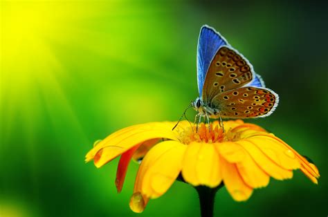 Butterfly Insect Yellow Flower Wallpapers Hd Desktop And