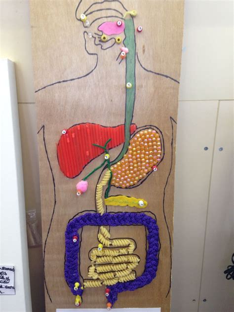 Digestive System Model Made Out Of Clay Digestive Sys