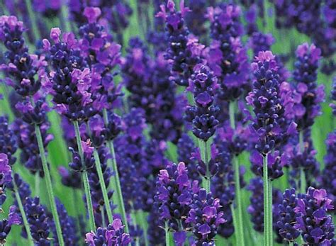 Buy Lavender Hidcote Hedge Plants Lavender Hicote Hedging Lavandula