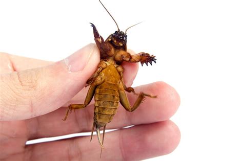 You can also catch them with sticky tape and trap them with soapy water. How to Kill Mole Crickets and Prevent Lawn Damage