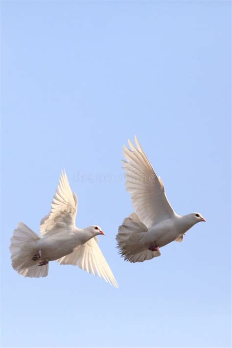 2576 Two Doves Stock Photos Free And Royalty Free Stock Photos From