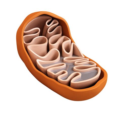 Structure And Function Of Mitochondria A Level