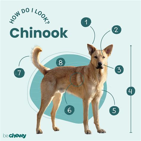 Chinook Dog Complete Owners Chinook Book For Care Costs Feeding