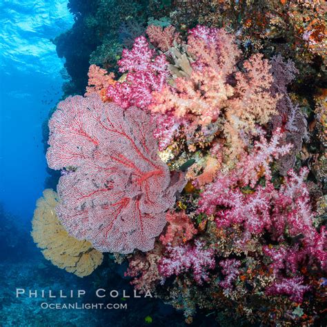 Sea Fan Gorgonian Alcyonacea Soft Coral Fiji Dendronephthya