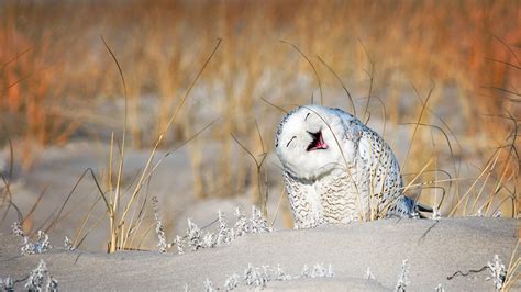 New York Jones Beach Snowy Owl 2020 Bing Hd Bureau Aperçu