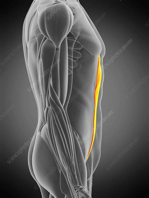 Rectus Abdominis Muscle Illustration Stock Image F0295032