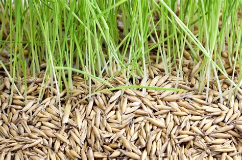 How To Keep Birds From Eating Grass Seeds In 3 Easy Steps