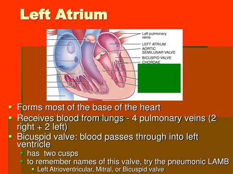 Ppt Chapter 20 The Cardiovascular System The Heart Powerpoint