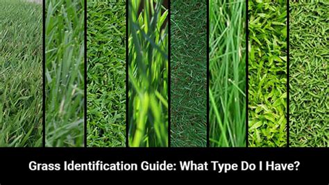 How To Identify Your Lawn Grass Vlrengbr