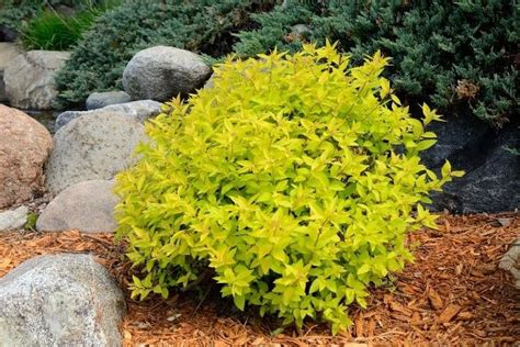 9 Fantastic Shrubs For Small Spaces