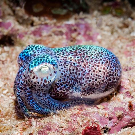 Oceana On Instagram What Makes A Bobtail Squid Glow The Bobtail