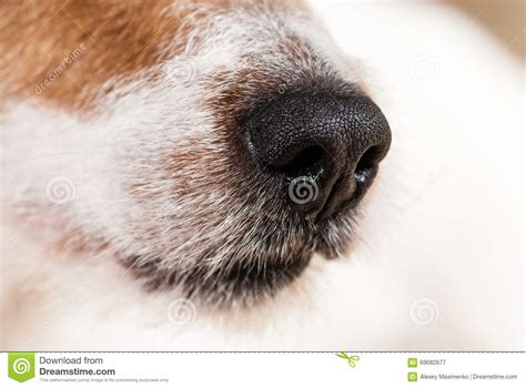 Black Wet Nose Of Jack Russell Terrier Dog Close Up Texture Stock
