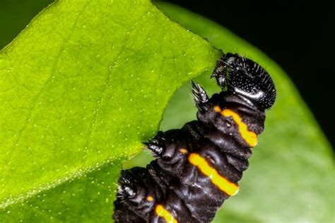 Premium Photo Caterpillar Eating Leaf On A Tree