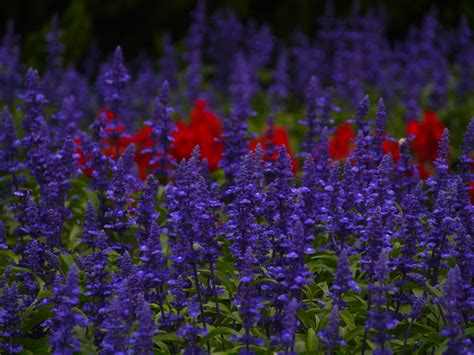Ed abbiamo voglia di accessori estivi, un po' vistosi, e soprattutto informali. Fotos gratis : prado, hoja, verde, rojo, Japón, flora ...