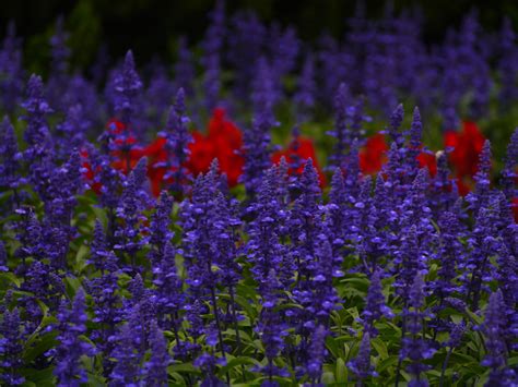 I fiori viola sono mistici ed esprimono l'individualità. Fotos gratis : prado, hoja, verde, rojo, Japón, flora ...