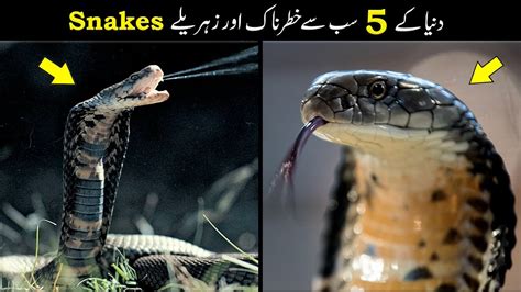 Top 5 Most Dangerous Snakes In The World Poisonous Snakes Venom