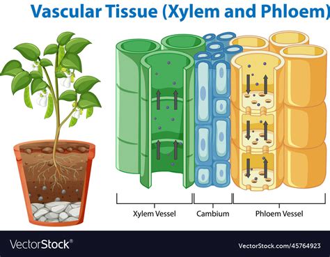 Vascular Tissue Xylem And Phloem Royalty Free Vector Image