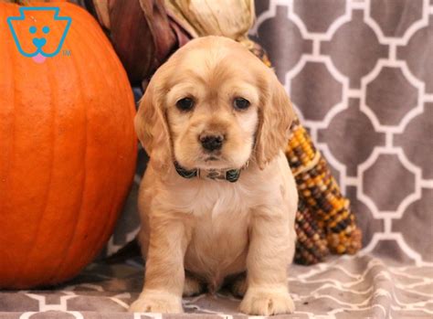 We are blessed to have a spacious property where we are able to provide large housing for all of our dogs and have the space to provide a large state of the art nursery, grooming facility, delivery room. Moose | Cocker Spaniel Puppy For Sale | Keystone Puppies