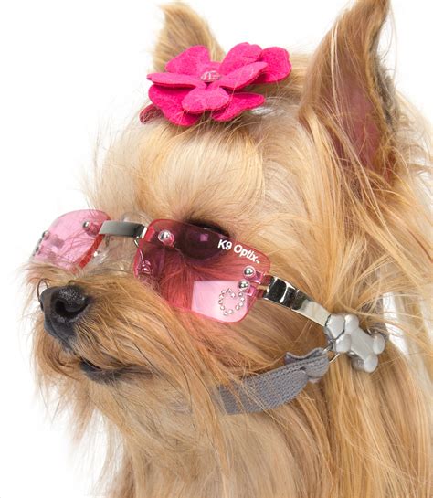 5 Creative Takes On Pet Fashion Thatll Put A Smile On Your Face The