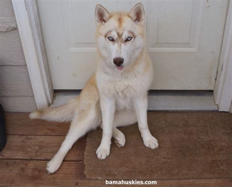 Siberian Husky Wiki Pets Amino
