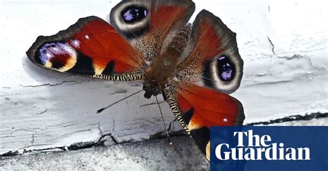 Britains Big Butterfly Count Likely To Show Summertime Surge