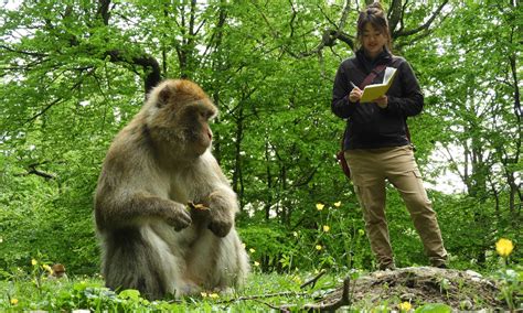 Der affenberg salem ist nur in der sommersaison für besucher geöffnet. Forschung - Affenberg Salem