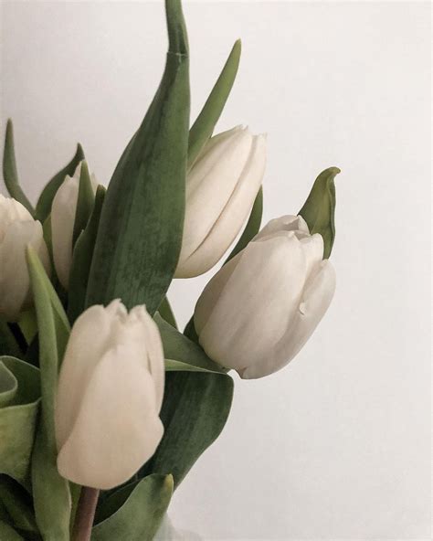 𝙶𝚊𝚒𝚊 𝙿𝚎𝚛𝚘𝚝𝚝𝚒 On Instagram White Tulips Aesthetic Feed Spring