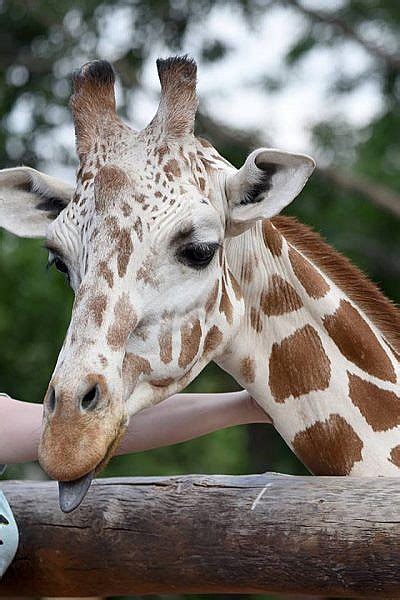 Featured Animals Giraffe Cmzoo