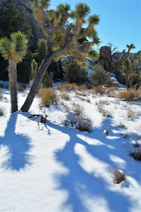 Joshua Tree Snow Photograph By Kyle Hanson Fine Art America