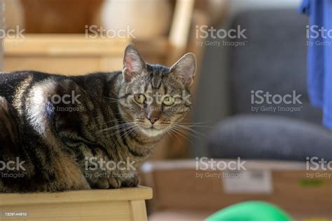 Domestic Marble Cat Sitting On Wooden Stool Eye Contact Cute Kitty Face
