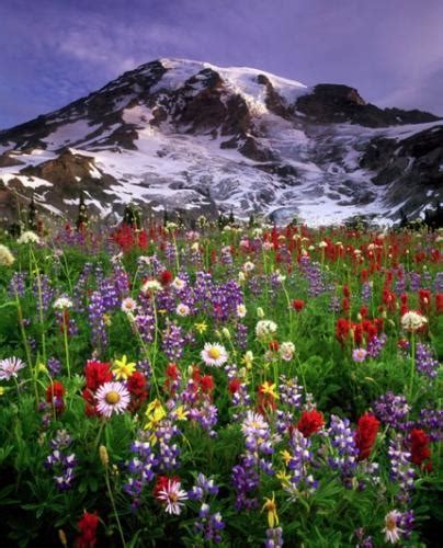 Mount Rainier National Park Honored For Its Colorful Wildflowers