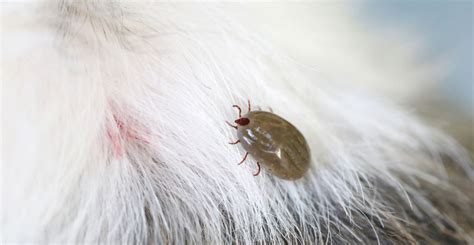 Before a bed bug control treatment is carried out, there are certain procdeures that must be carried out by you. Pest Control & Co. | Kolkata, Cockroach Control, Bed Bugs ...