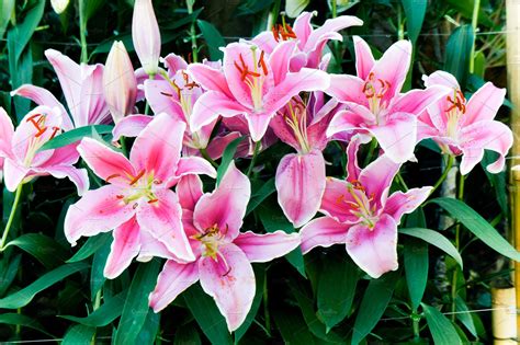 Pink Lilly Flowers Garden High Quality Nature Stock Photos ~ Creative