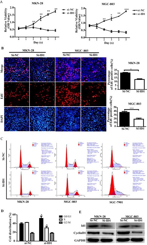 SiRNA Mediated Knockdown Of ID Disrupts Nanog And Oct Mediated Cancer Stem Cell Likeness And