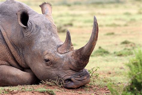 What Are Rhino Horns Made Out Of Worldatlas