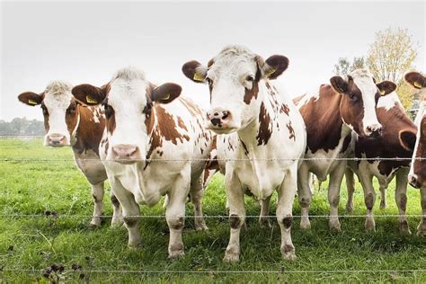 Hd Wallpaper Brown Cows Sunlight Farm Fence Landscape Animals