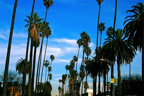 You can sign up to get seven free shade trees to plant in your yard, on private. Underneath the Palm Trees: LOS ANGELES — crushglobal