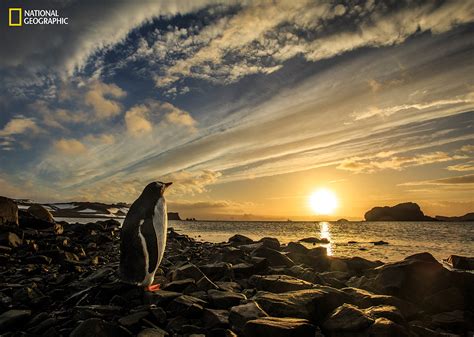 National Geographic Nature Photographer Of The Year 2016 Animal Portraits