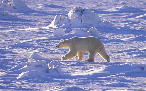 Download Animal Polar Bear HD Wallpaper