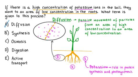 Question Video Recalling How Ions Move Into Plant Roots From High