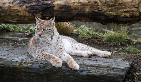 Top 135 Lynx Animal Images