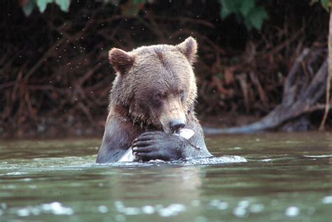 10 Ways You Can Be Bear Aware In Bc This Fall Cpaws British Columbia
