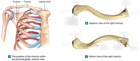 The Right Clavicle Diagram Quizlet